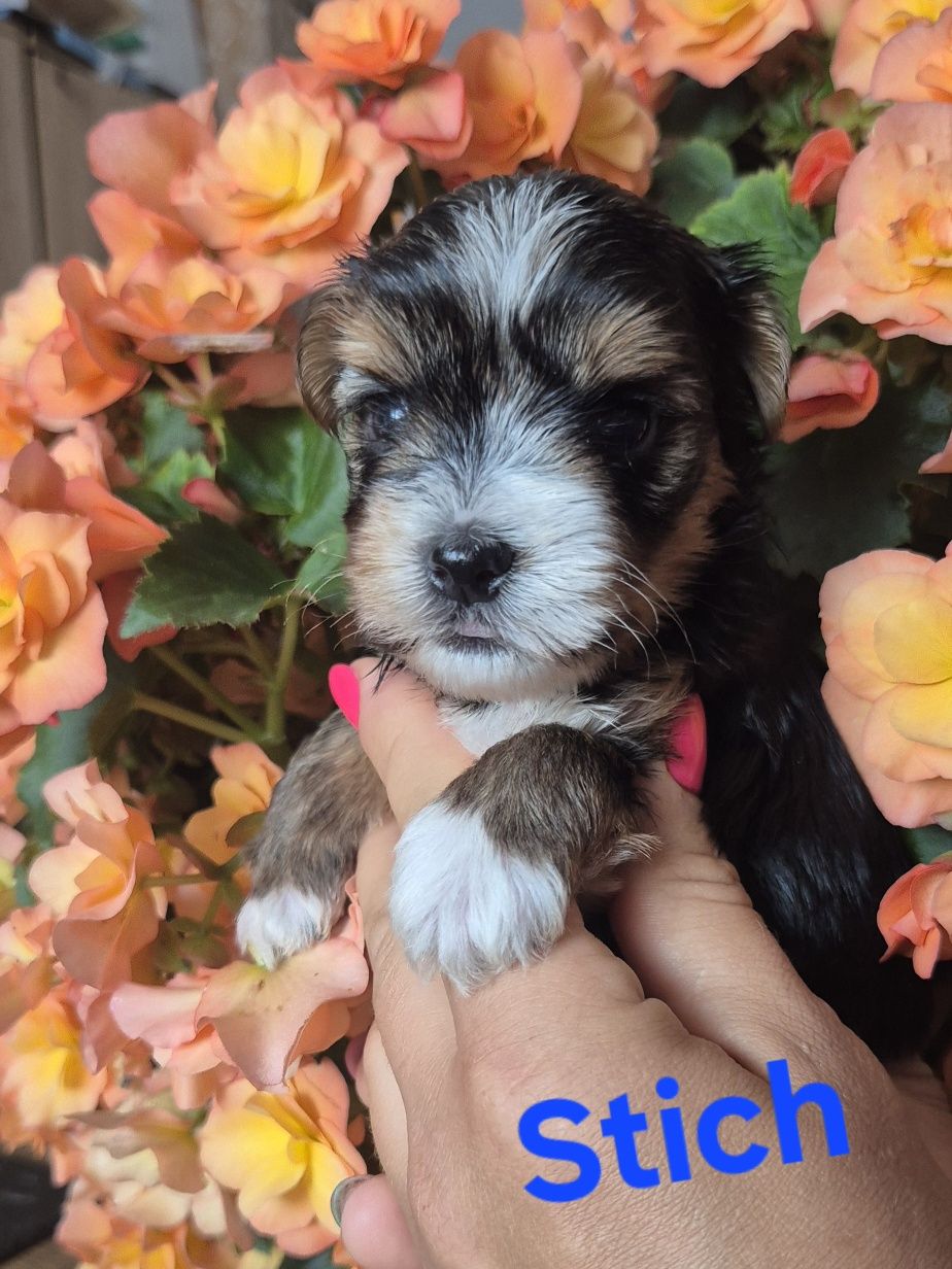 Do Rezerwacji Yorkshire terrier biewer Stich