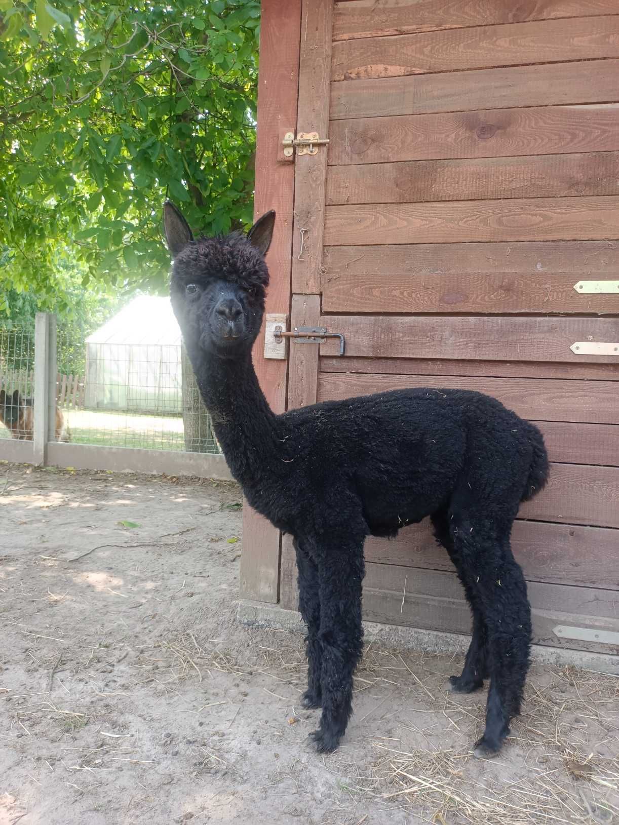 Alpaki, Alpaka młode samce i samice