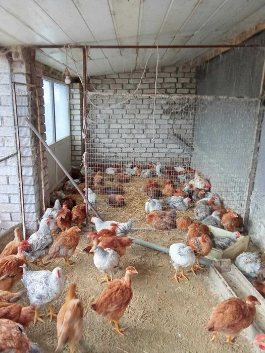 Молоді кури Іспанка. Триколор. Масстер Грей.