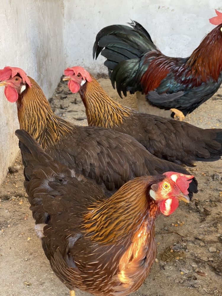 Galinhas legorne