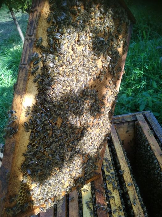 Відводки, бджоли.