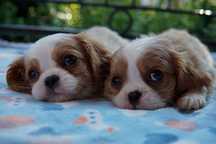 Piesek Cavalier King Charles Spaniel