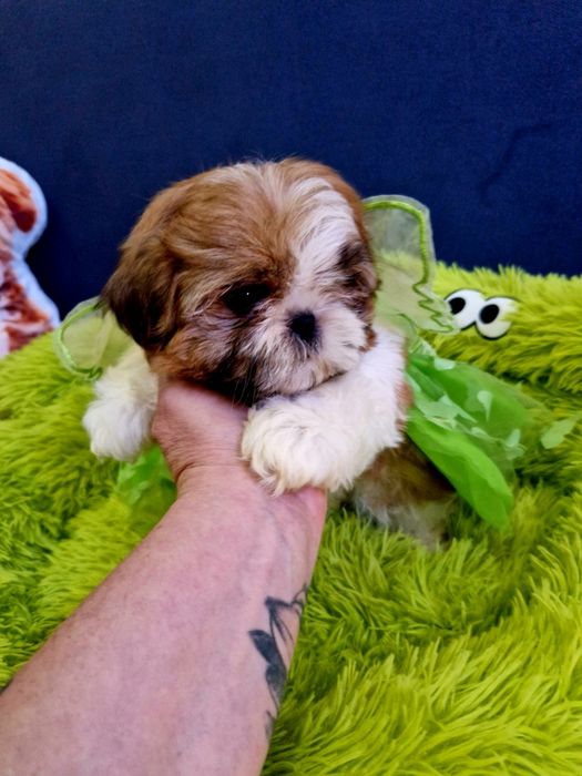 Kochane malusie Shih-tzu miniaturka z legowiskiem I wyprawką