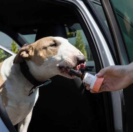 Karma uzupełniająca dla zwierząt Hempets 1000 mg CBD