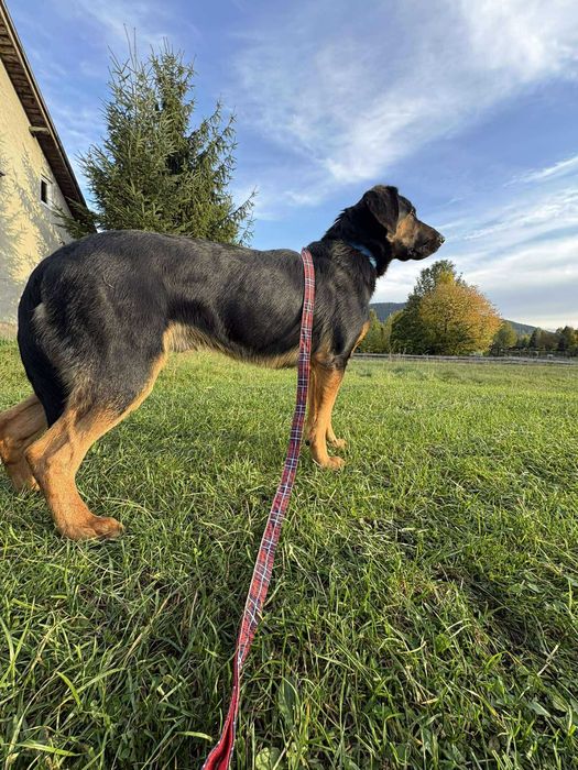 Roczny Psiak w typie beaucerona - UNIKAT