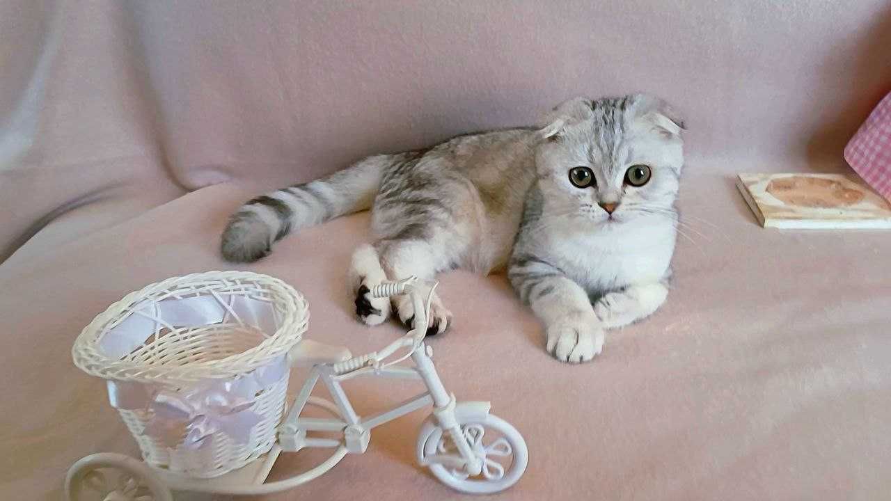 срібна шиншила - красуня дівчинка породи Scottish fold