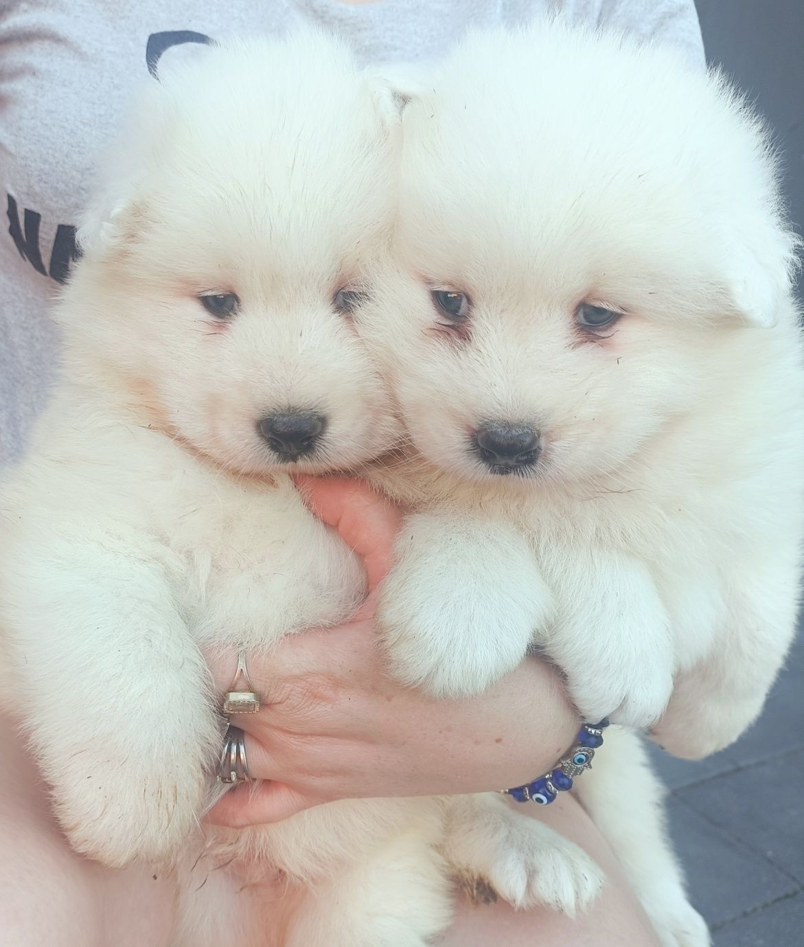 Samoyed piesek .
