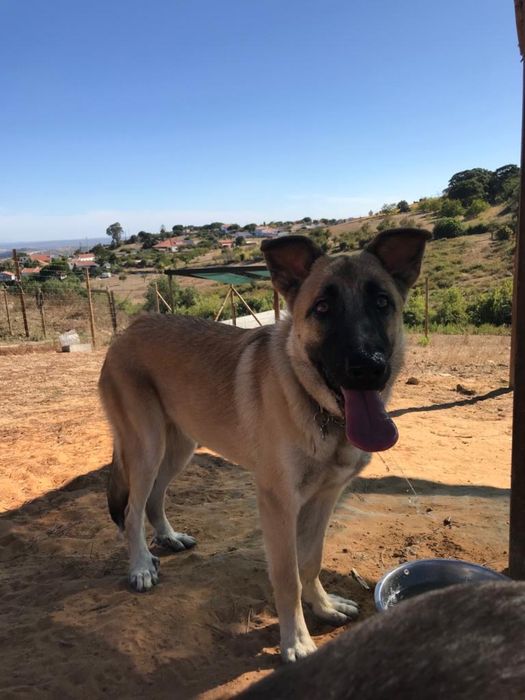 Cadela - Serra da Estrela com Pastor Alemão