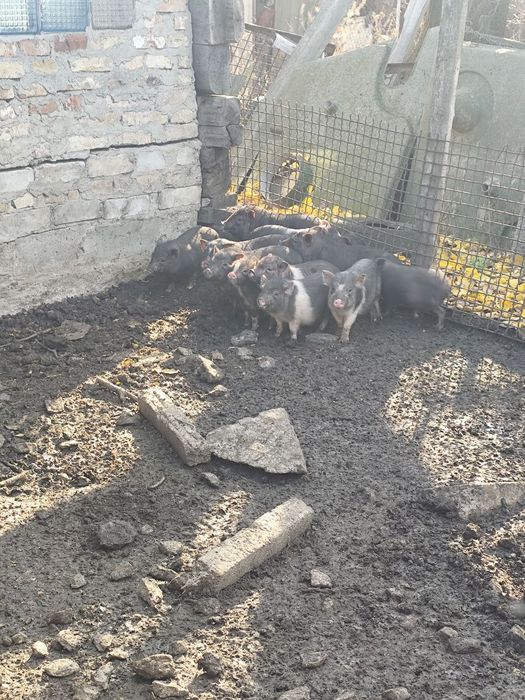 В'єтнамські поросята