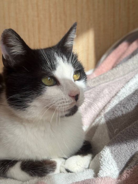 Стерилізована киця десь 11 міс НЕ КУПУЙТЕ !РЯТУЙТЕ ЖИТТЯ