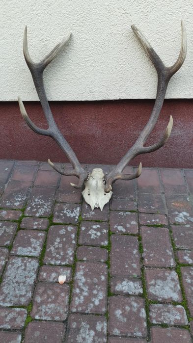 Poroże jelenia 4,4 kg