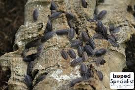 Hurt Porcellio scaber