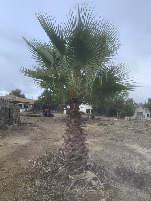 Palmeiras Whashingtonia