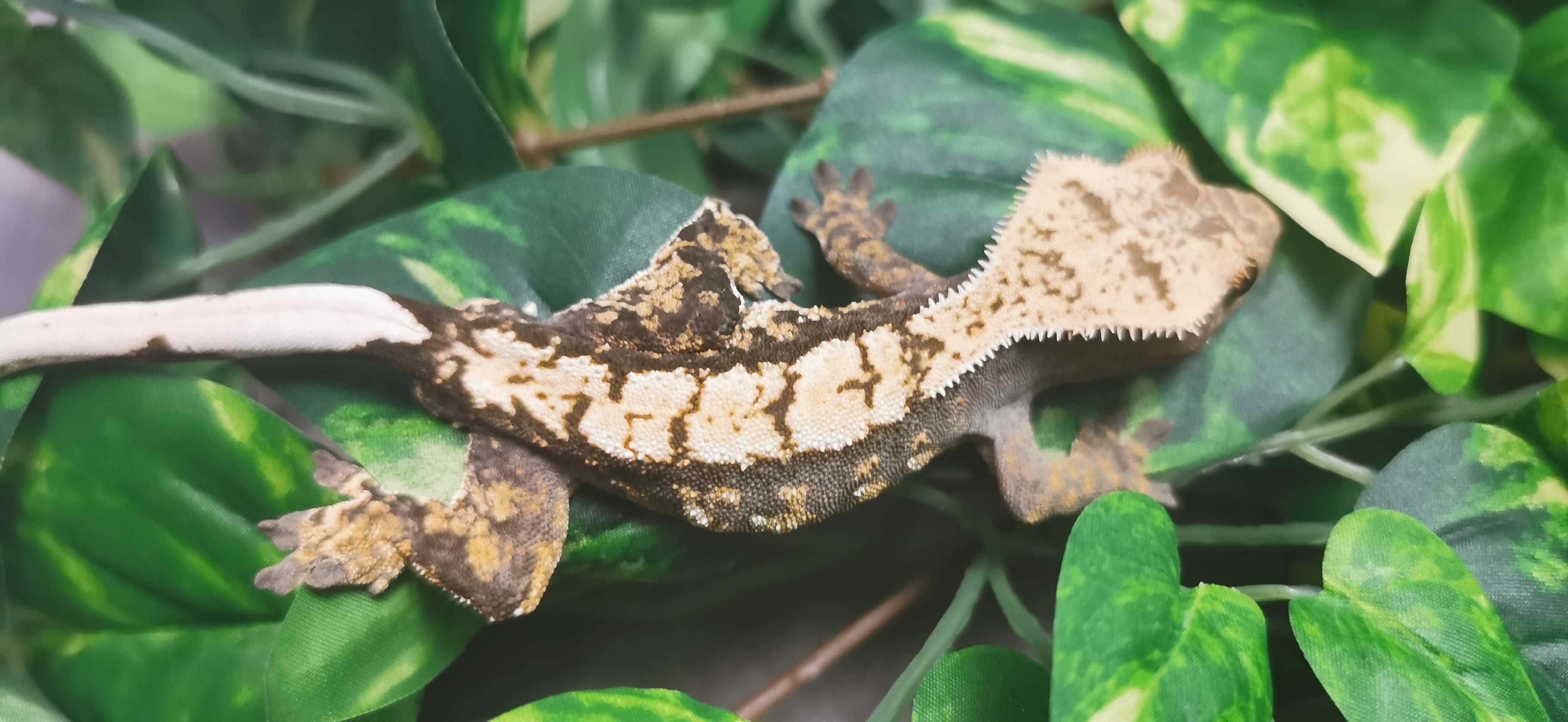 Gekon orzęsiony harlequin