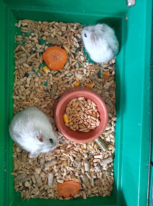 Джунгарский хомяк