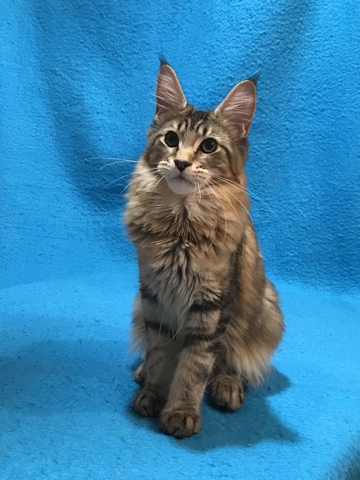 Дівчинка чорний мармуровий