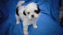 Shih tzu chłopczyk
