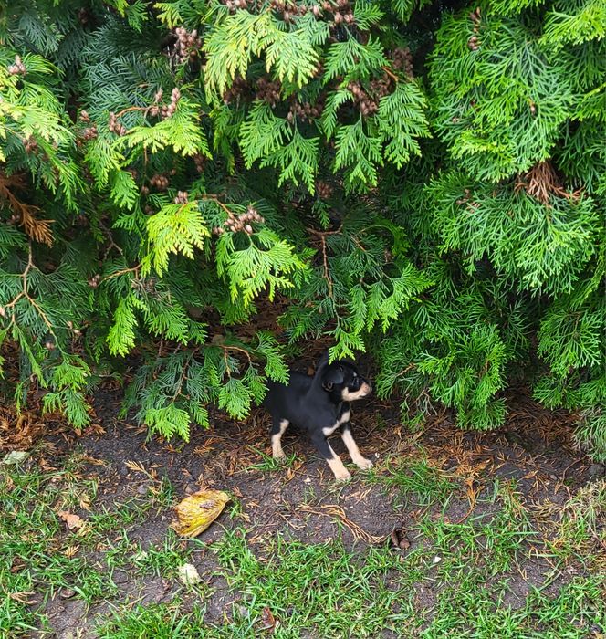 Pinczer miniaturowy samiec