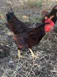 Galo Rhode Island Red