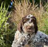 Piesek Lagotto Romagnolo ZKwP/FCI