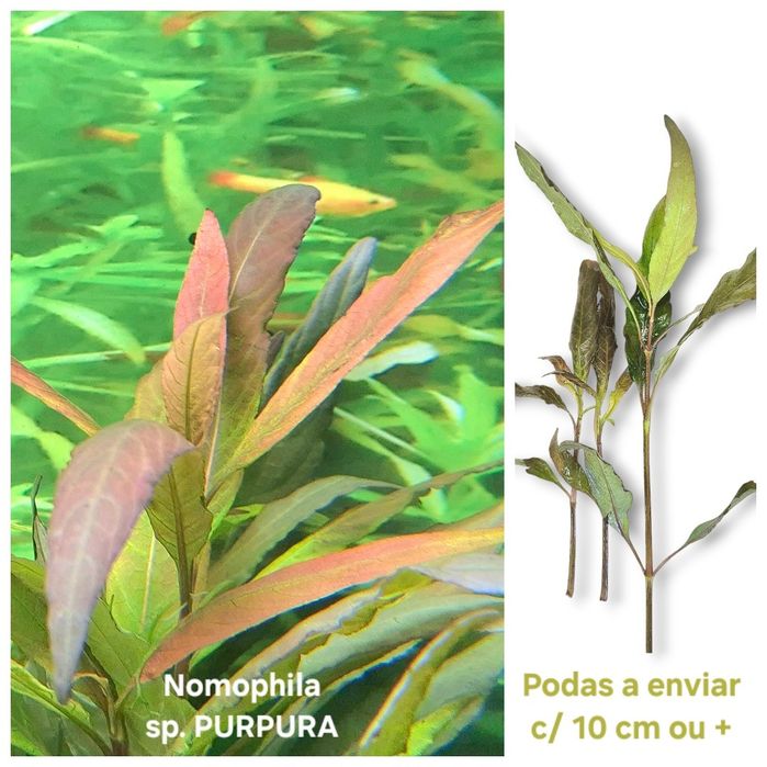 Pack 30x | 8 Espécies de Plantas Aquário | LOW TECH | FÁCIL MANUTENÇÃO