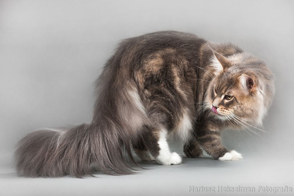 Maine Coon-koteczka niebieska po Championie