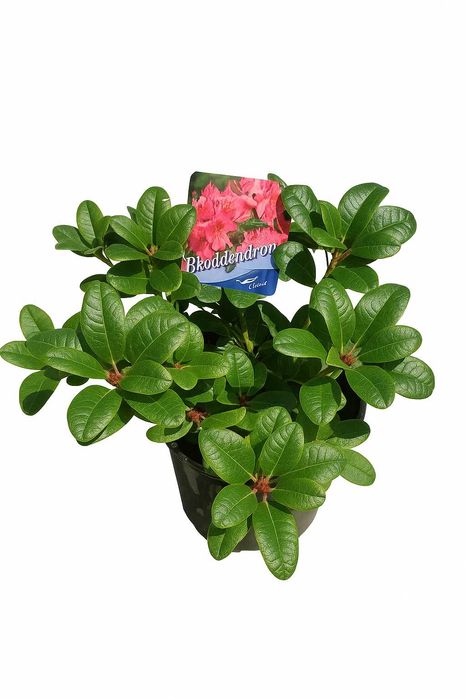 rododendron czerwony kwitnący scarlet wonder