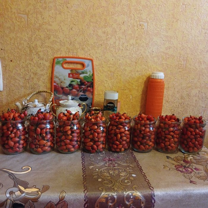 Свежий шиповник и боярышник, терн с дачи