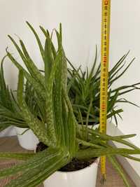 Aloes kwiatek roślina