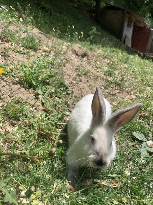 Продам кролики каліфорнійці