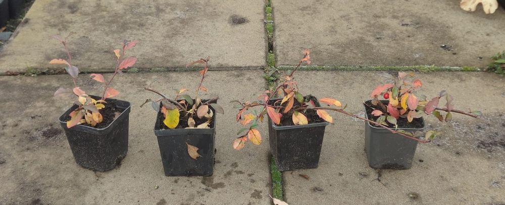 Irga płożąca niska Major zbocza skarpy producent Osiny 49A Kępno