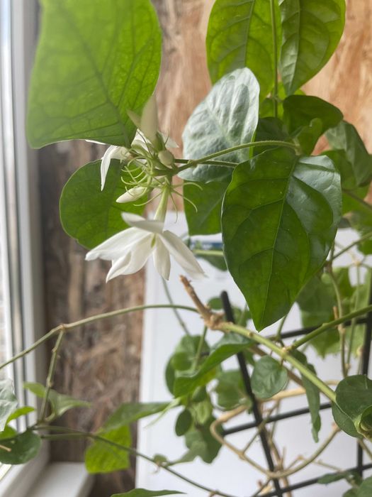 Продам взрослый жасмин