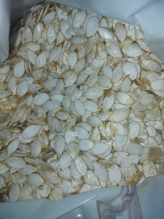 Продам насіння гарбузове