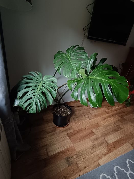 Monstera Deliciosa