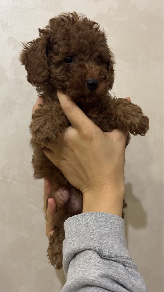 Poodle mini puppy