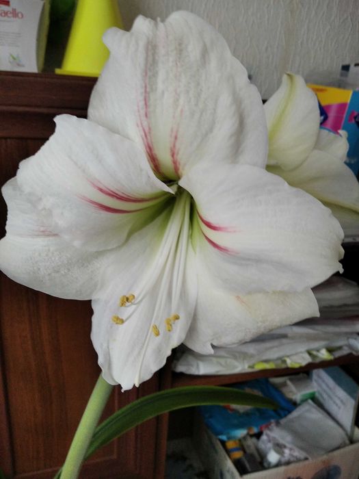 Квітка Гіпераструм .4 види.