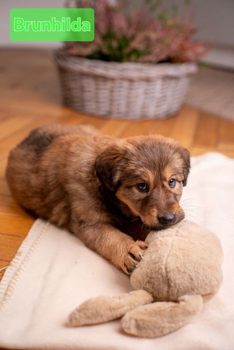 Puchate szczeniaki po sporej mamie do adopcji