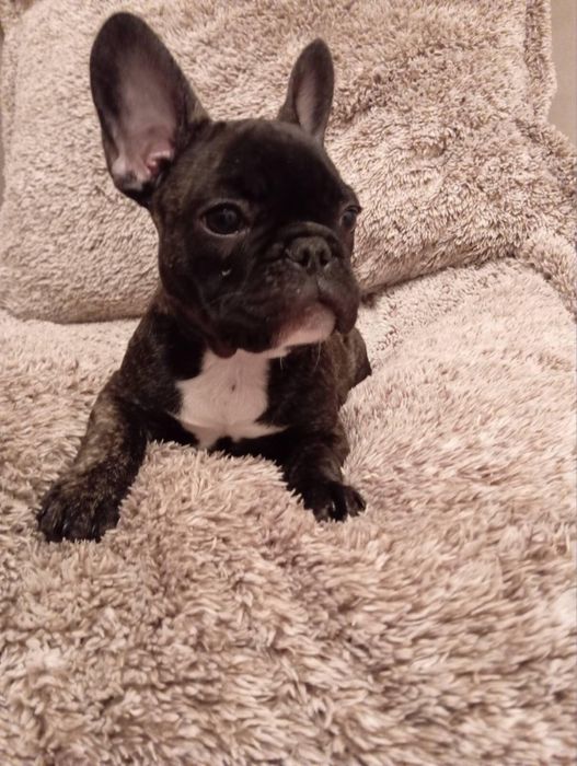 Цуценята французького бульдога шукають родину!