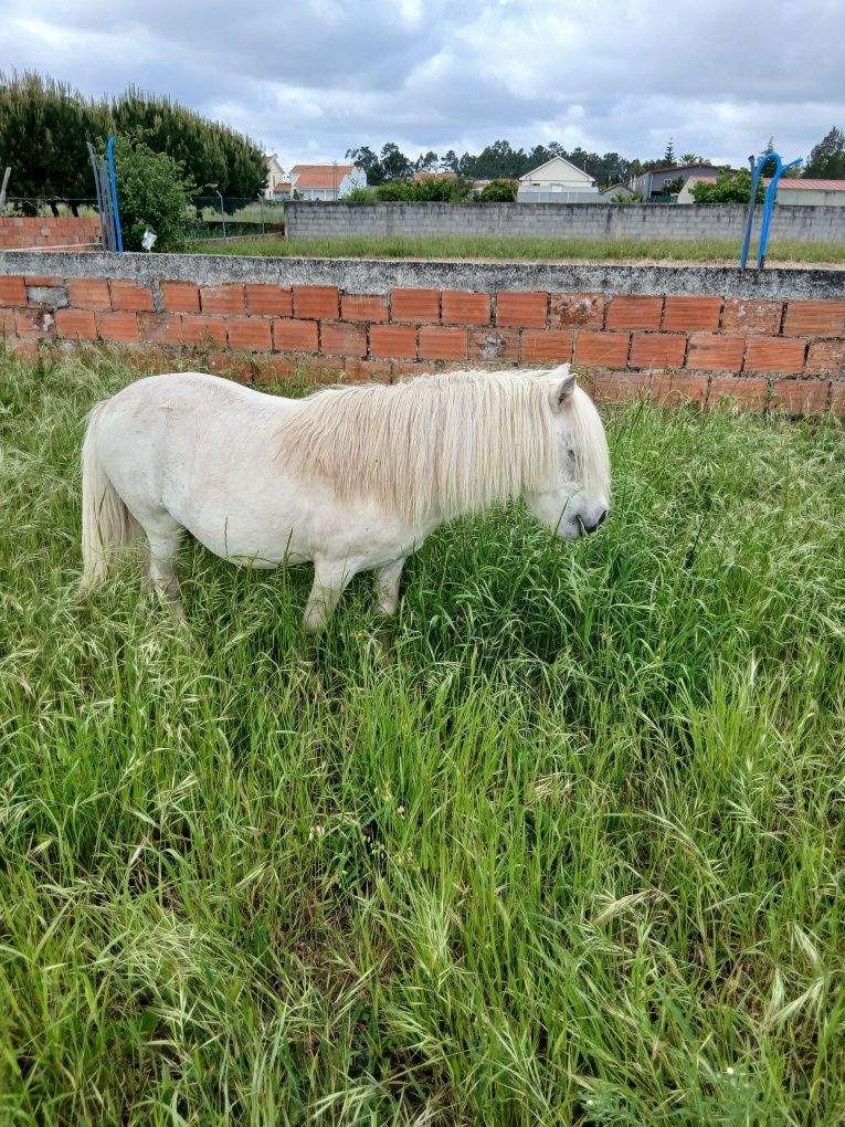 Ponei mansinho para crianças