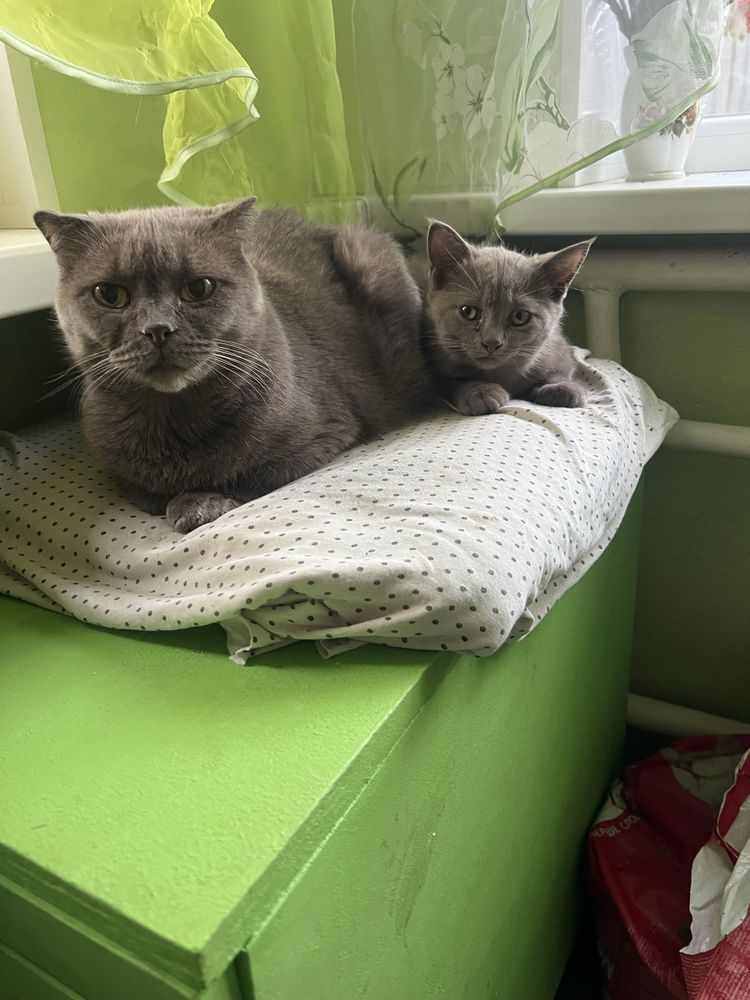 Котенок в хорошие руки бесплатно