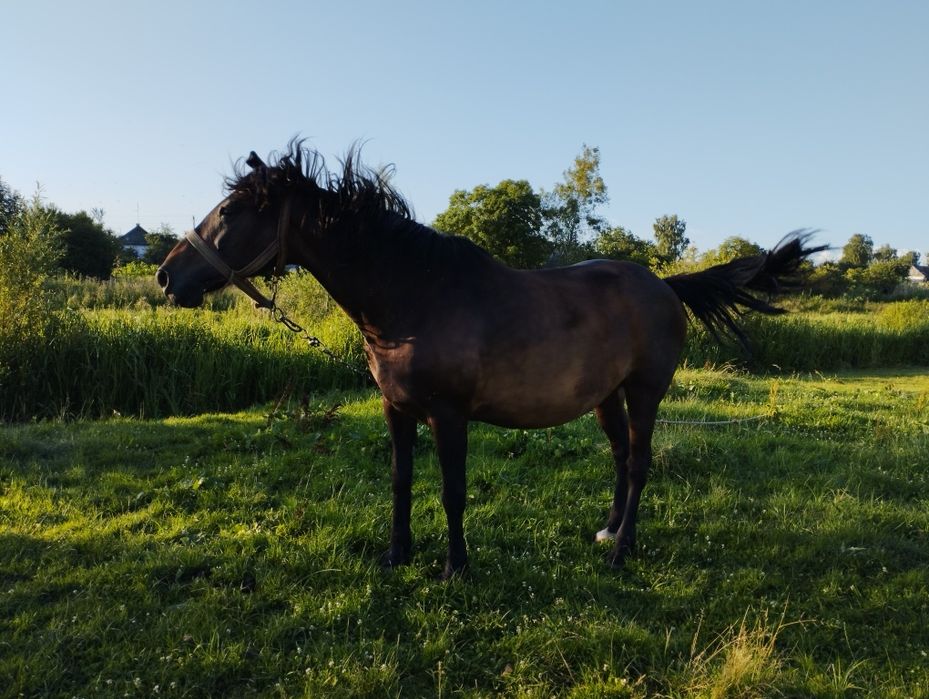 Продам добру Кобилу