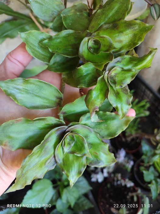 Традесканція розпродаж залишків