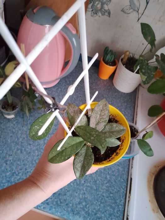 Квіти домашні хої