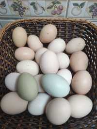 Ovos caseiros de galinhas quase biologicas
