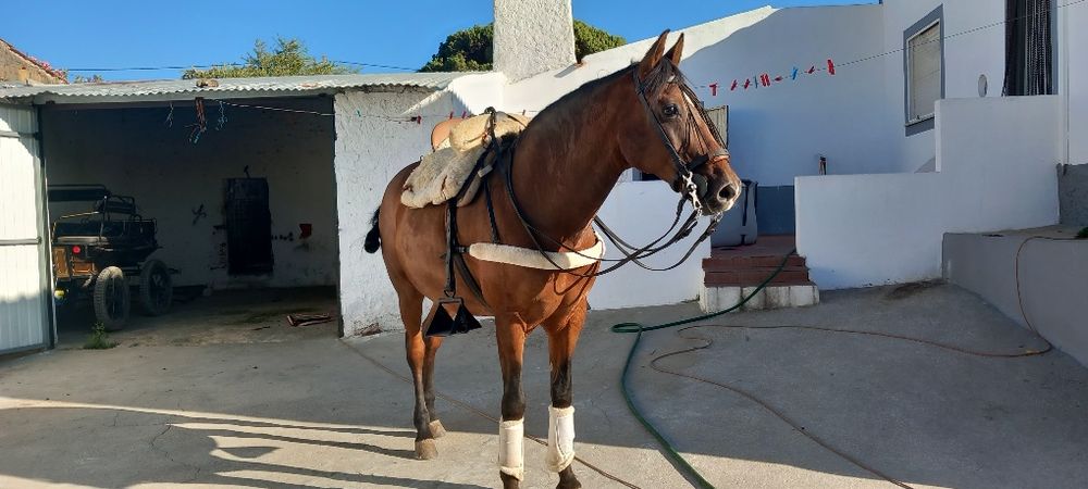 Cavalo castrado  ideal para crianças ou pessoas sem experiência