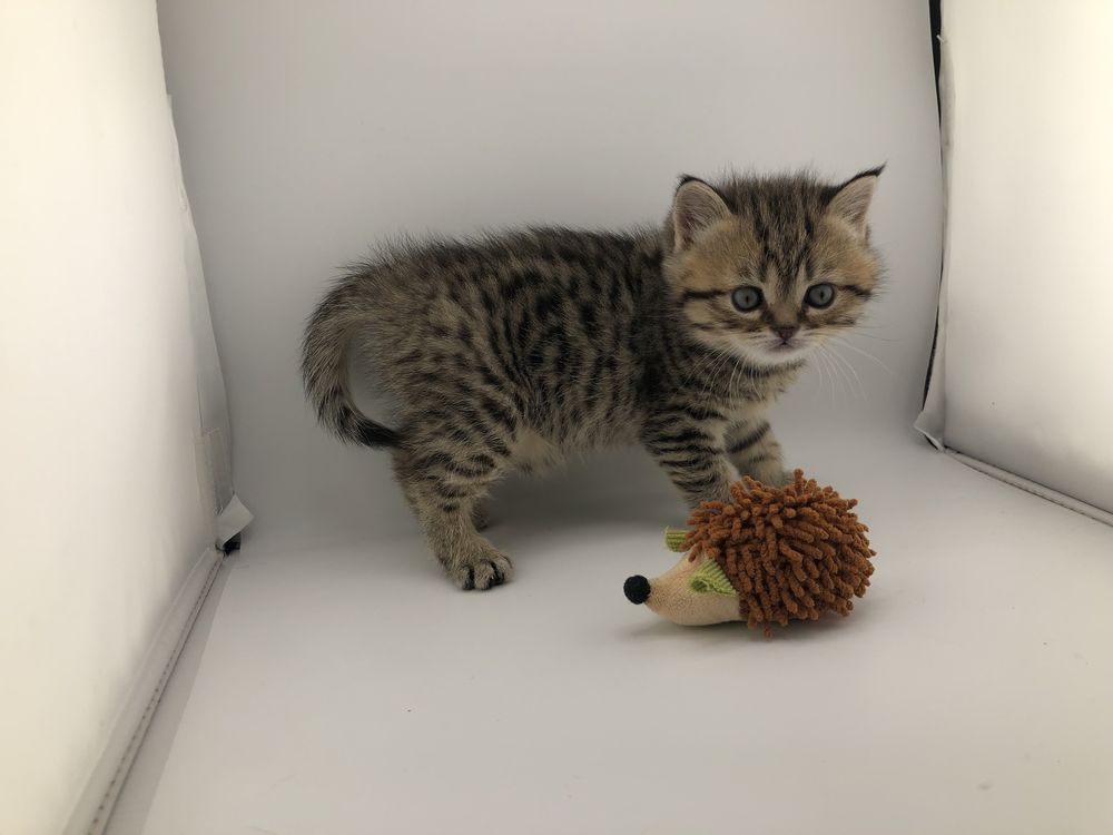 Шотландські кошенята коти котики кошеня кішечка котик