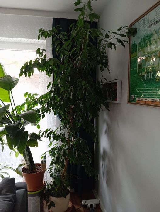 Sprzedam Fikus Benjamina