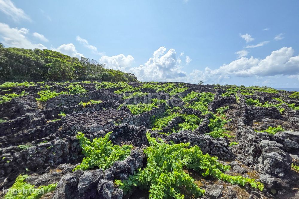 Terreno Rústico com vinha na Madalena, na Ilha do Pico