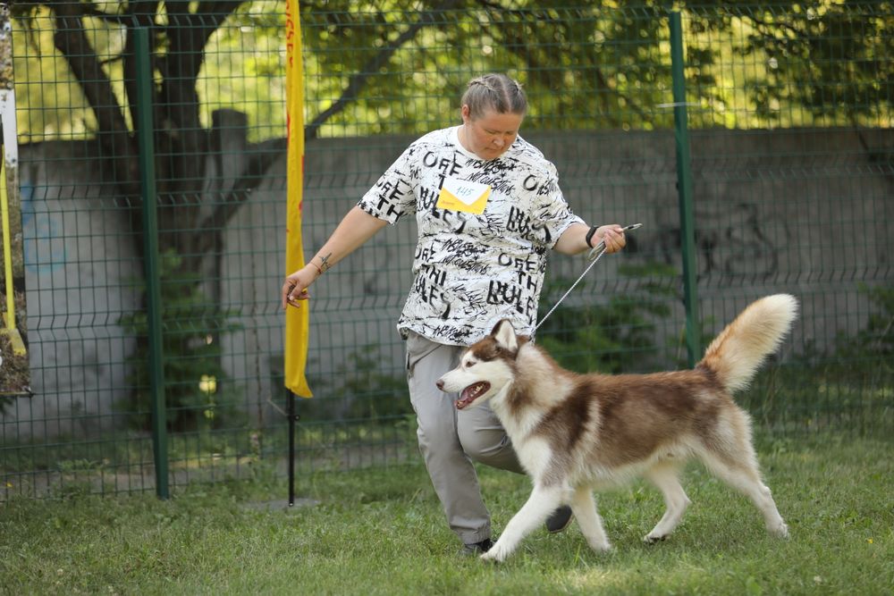 Сибірський хаскі,кобель з титулами
