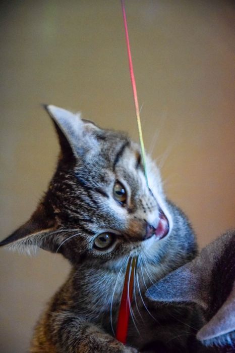 Przytulas cudowny dwu latek